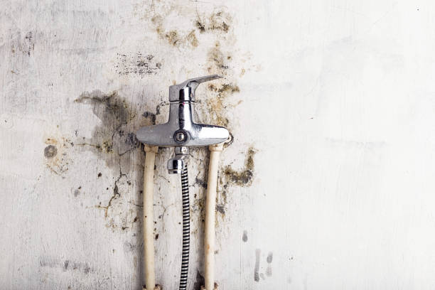 Best Best Mold Removal Companies  in Salina, KS