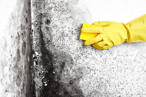 Best Mold Removal Company Near Me  in Salina, KS