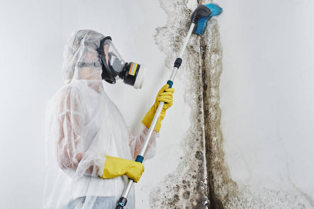 Best Certified Mold Removal  in Salina, KS