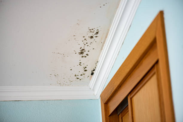 Reliable Salina, KS Mold Removal Solutions