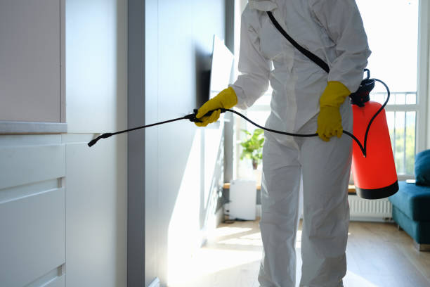 Best Same-Day Mold Removal  in Salina, KS