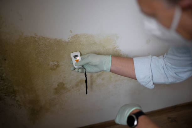 Best Mold Cleaning Services  in Salina, KS