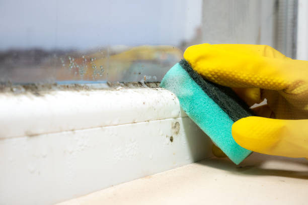 Best Black Mold Removal  in Salina, KS