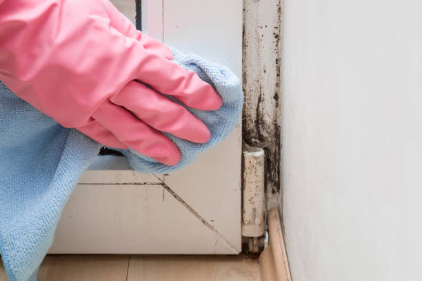Attic Mold Removal in Salina, KS