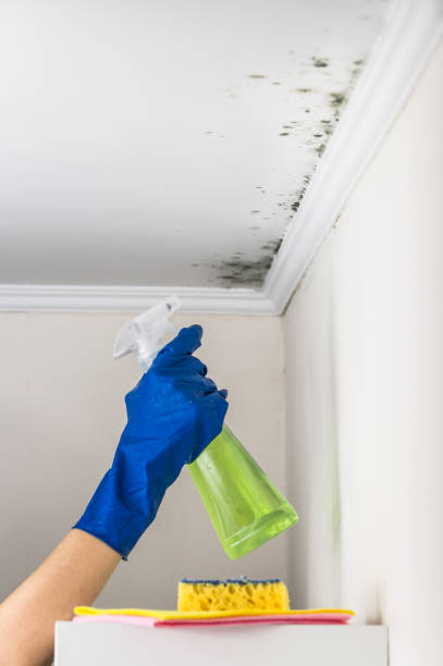 Best Mold Testing  in Salina, KS