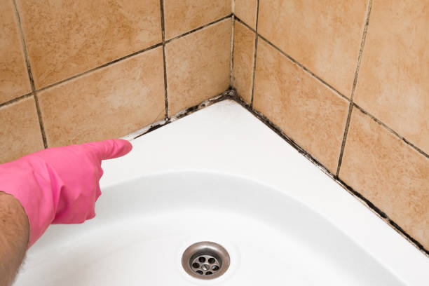 Mold Removal and Inspection in Salina, KS